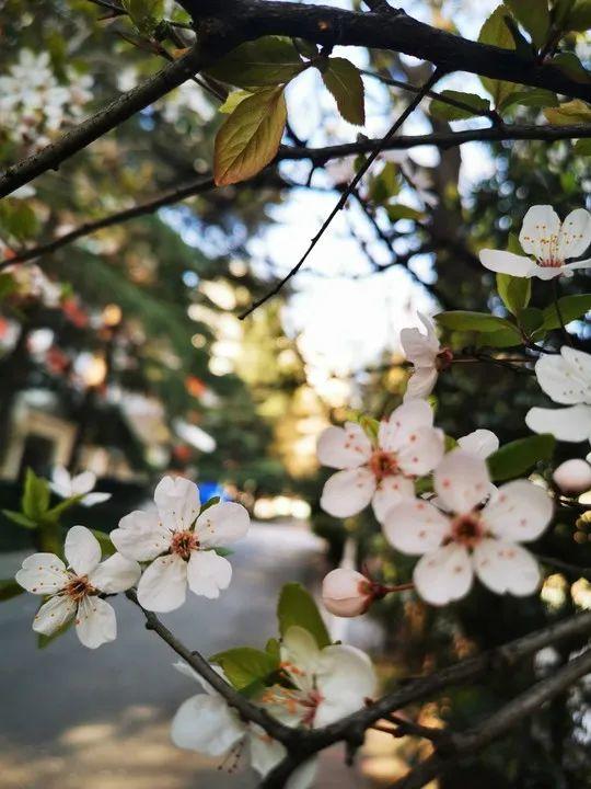 云赏花丨春天里的校园，和影象中一样美