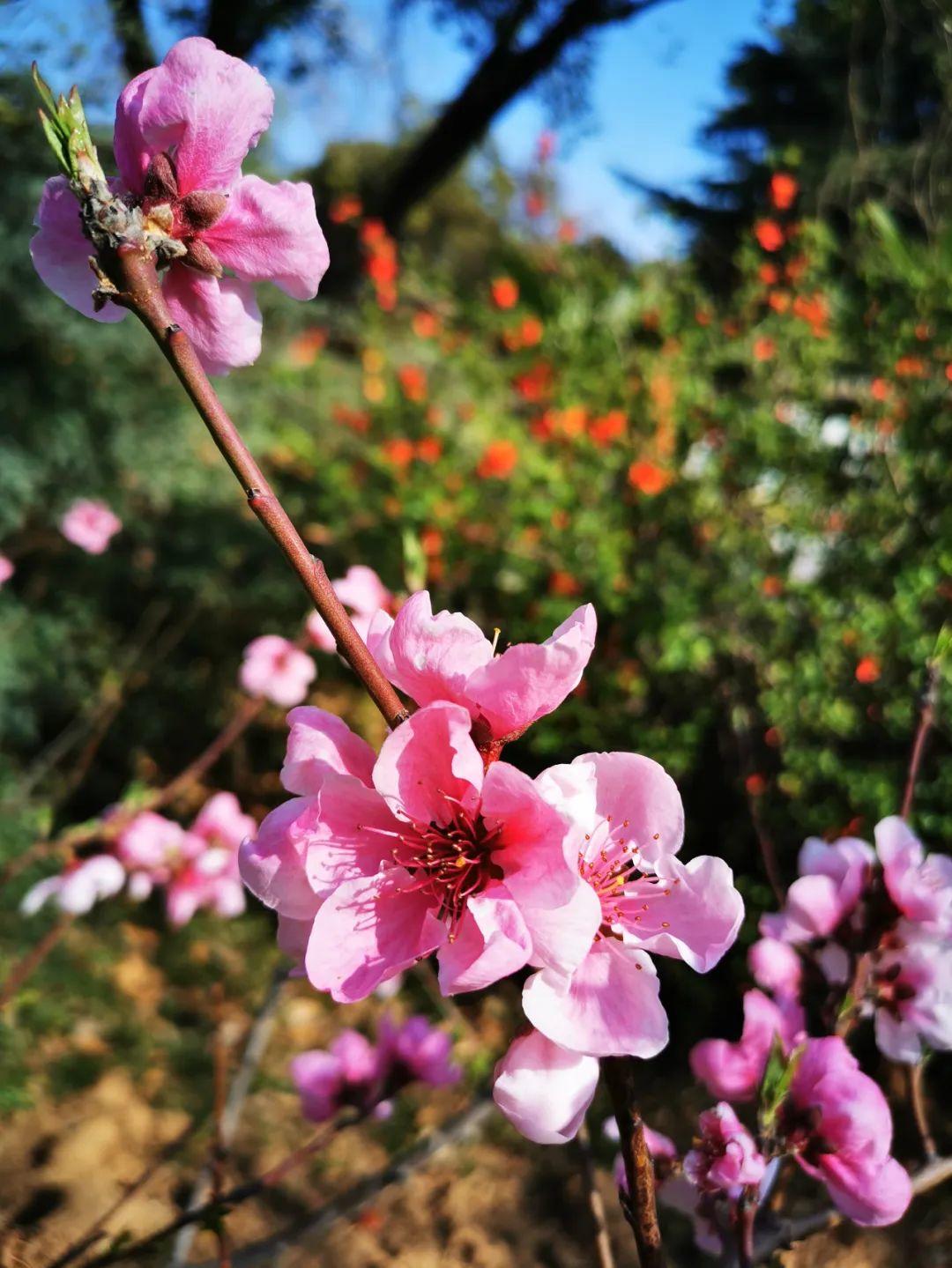 云赏花丨春天里的校园，和影象中一样美