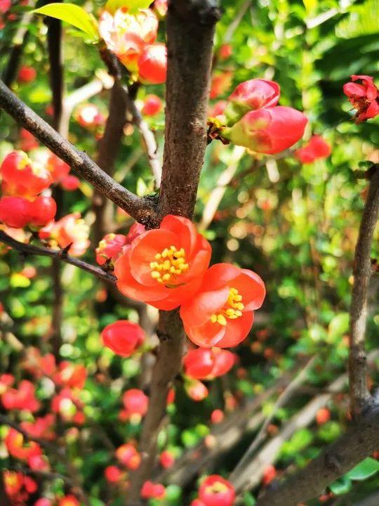 云赏花丨春天里的校园，和影象中一样美